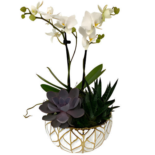 Orchid & Succulent Garden In White