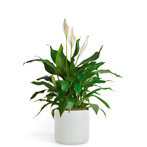Spathiphyllum Peace Lily Plant