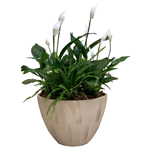Cream Sympathy Planter