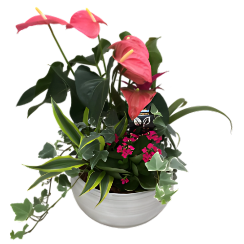 Large Anthurium Planter