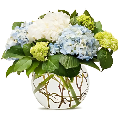 MIGHTY HYDRANGEA