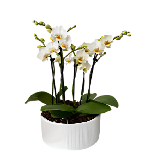 Mini White Orchid Collection