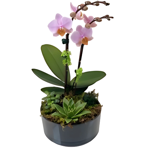 Orchid & Succulent Garden