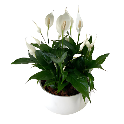 Peace Lily Bowl