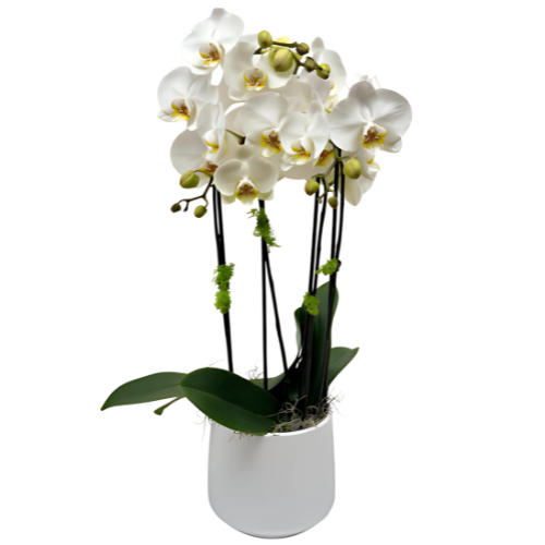 Serenity Orchids