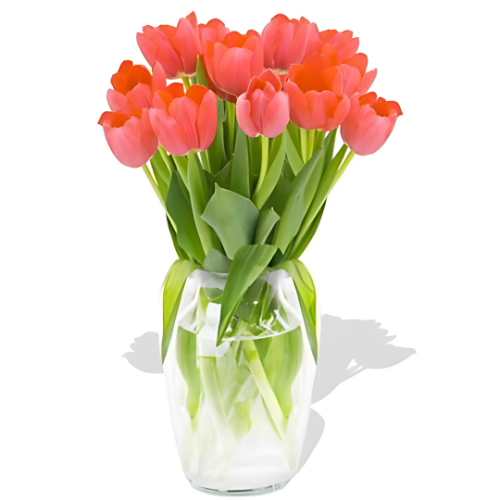 Tender Tulips