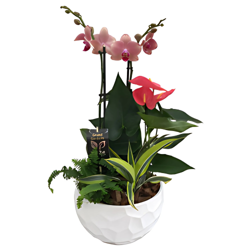 Tropical Orchid Planter