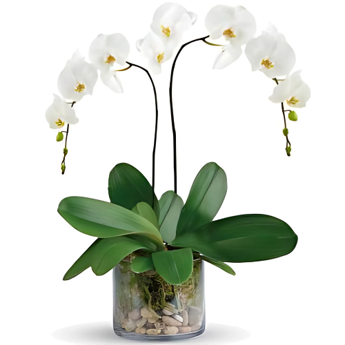 WHITE PHALEONOPSIS ORCHID