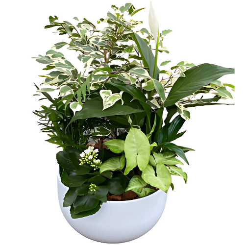 WHITE PLANT GARDEN
