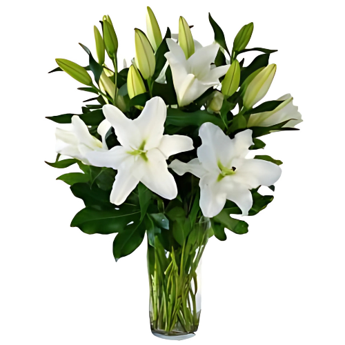 White Lily Elegance