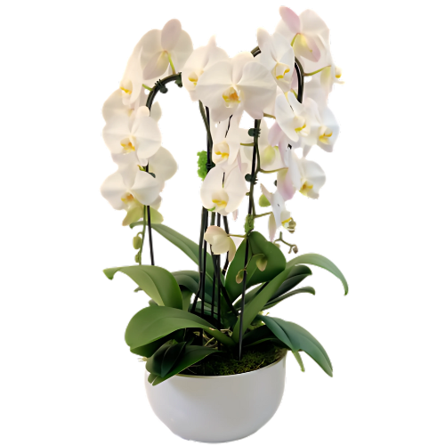 White Orchid Garden