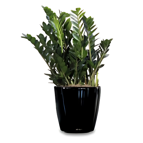 ZZ Plant